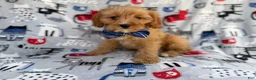 Cavapoo dogs for sale: Conner - Ad 1