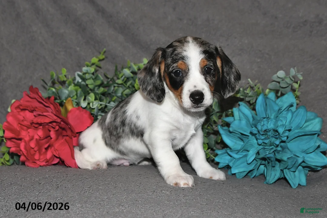 Miniature Dachshund dogs for sale: Captain - Ad 1