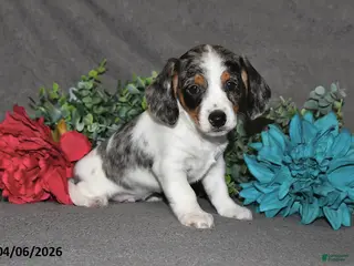 Miniature Dachshund dogs for sale: Captain - Ad 2