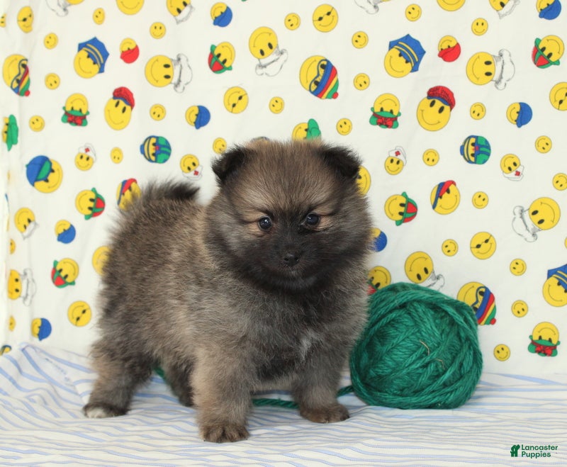 Pomeranian dogs Sawyer - Ad 1