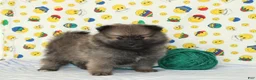 Pomeranian dogs for sale: Sawyer - Ad 1
