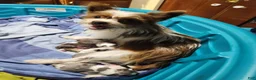 Mixed Breed dogs for sale: Junior - Ad 3