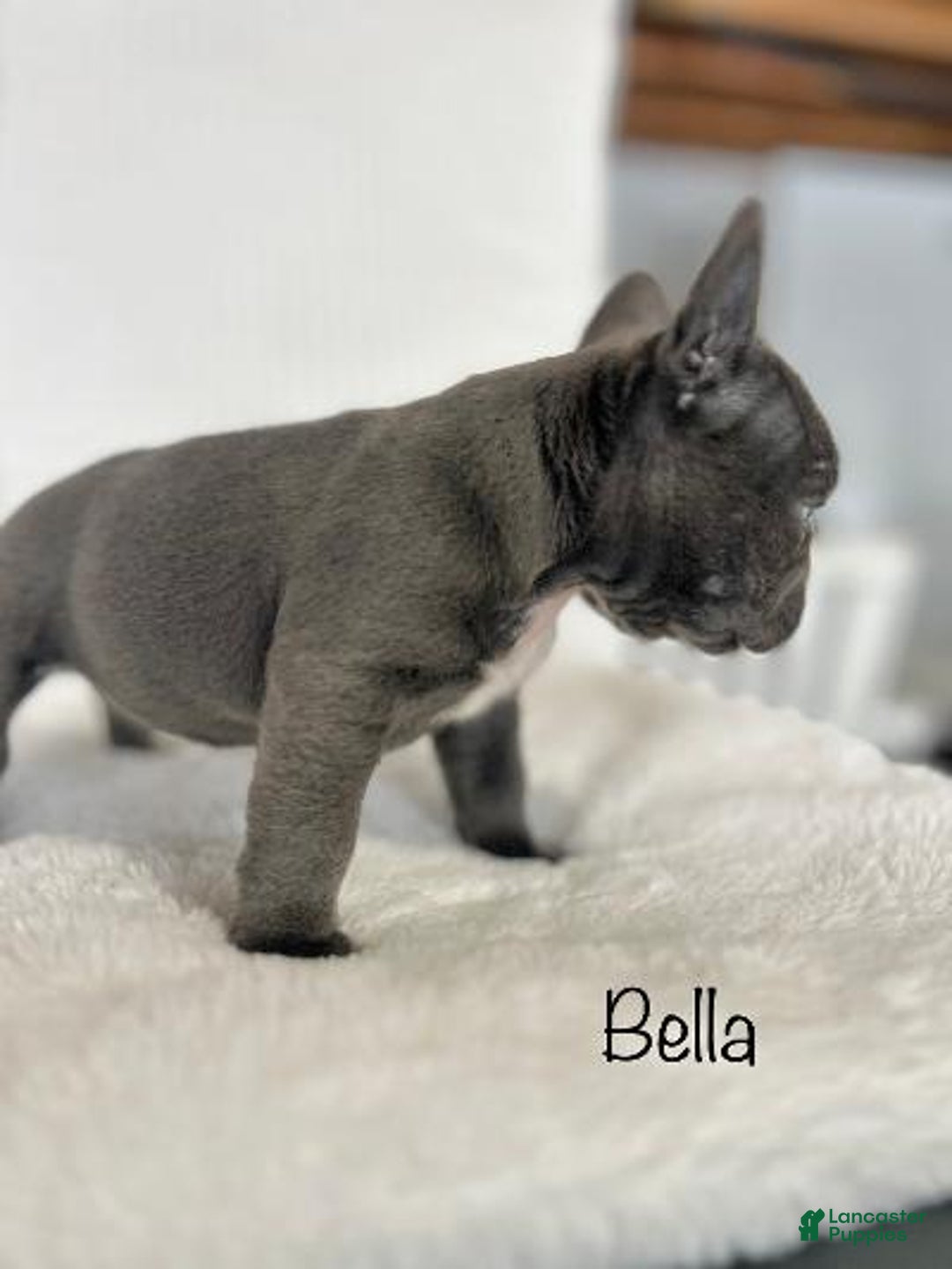 Mixed Breed dogs for sale: Bella - Ad 7