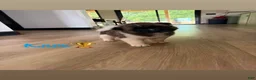 Akita dogs for sale: Knox - Ad 1