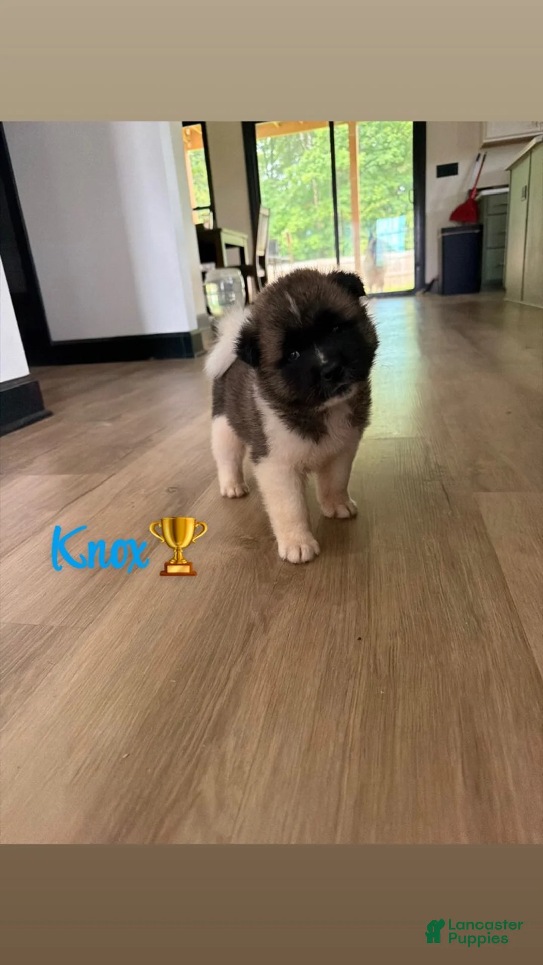 Akita dogs for sale: Knox - Ad 1
