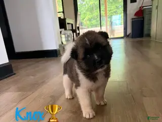 Akita dogs Knox - Ad 14