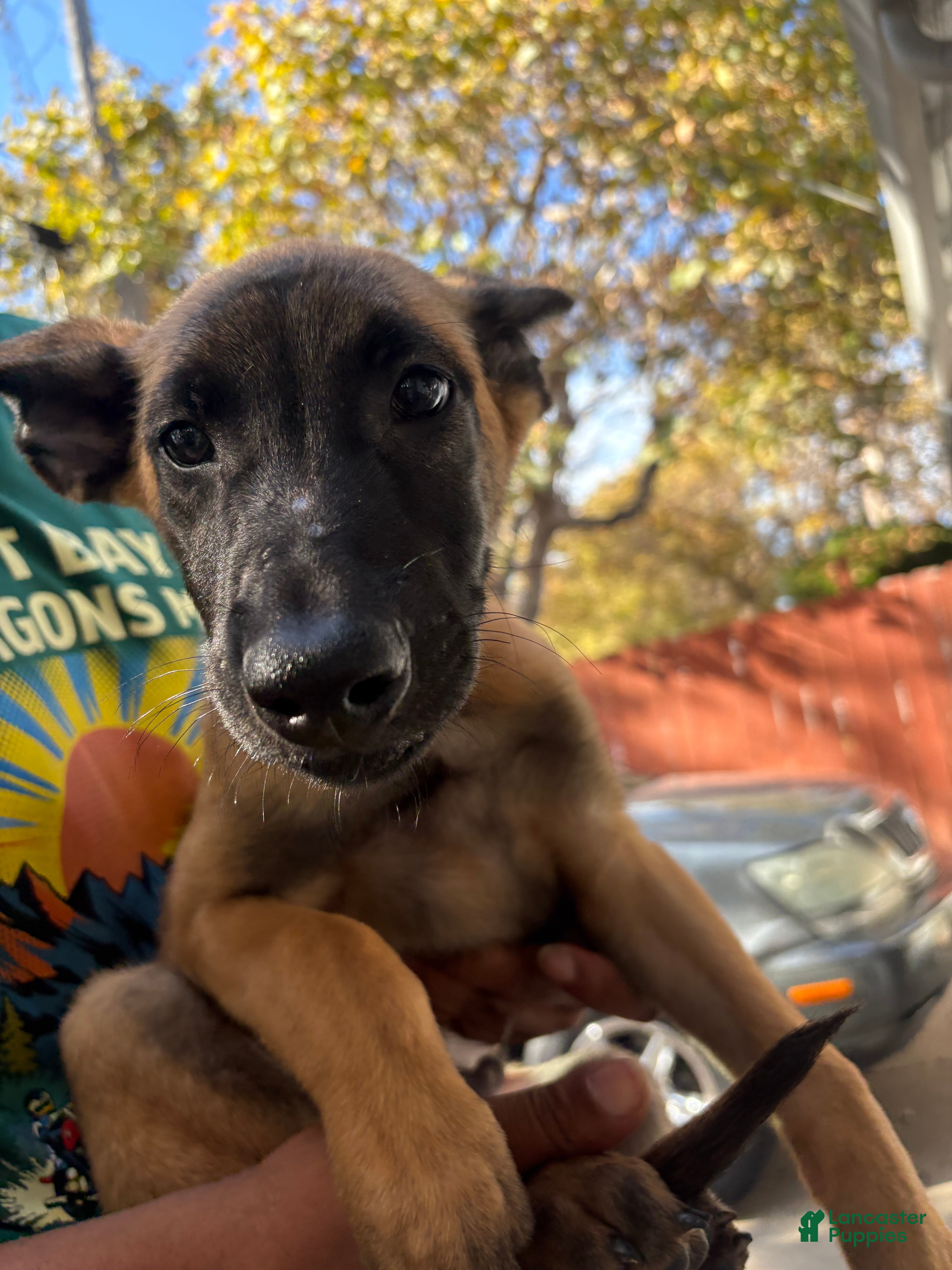 Belgian Malinois dogs Belgian Malinois 1 - Ad 14