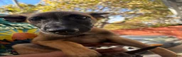 Belgian Malinois dogs for sale: Belgian Malinois 1 - Ad 1