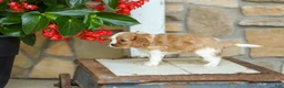 Cavalier King Charles Spaniel dogs for sale: AKC Wendy - Ad 3