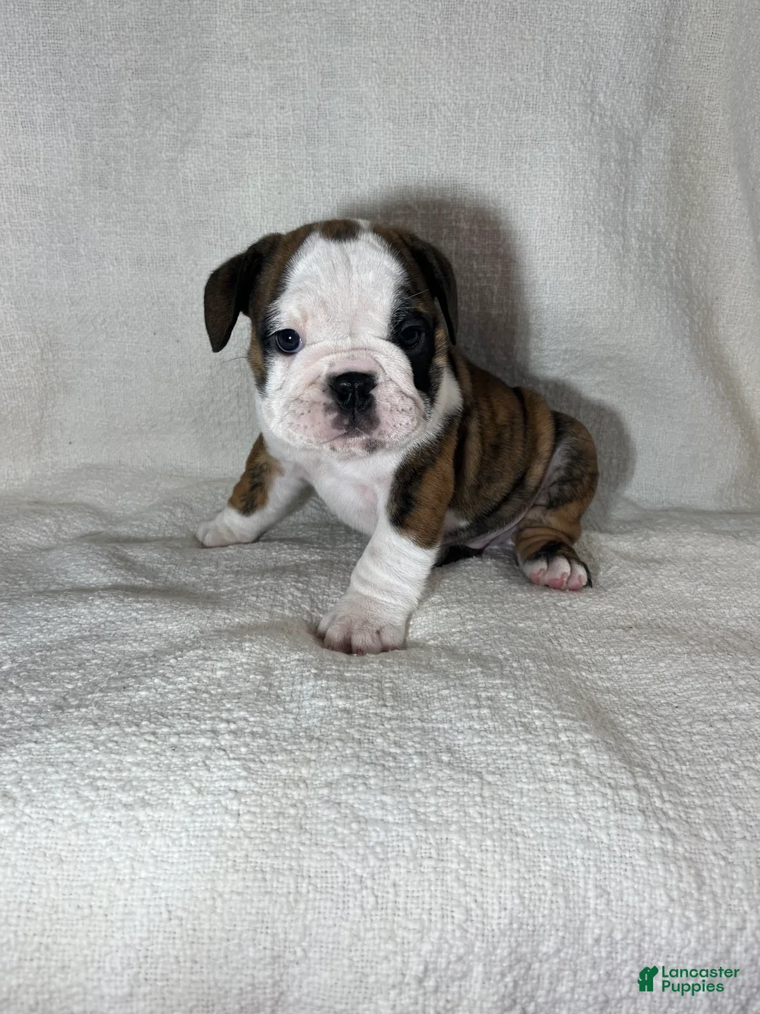English Bulldog dogs for sale: Hank - Ad 8