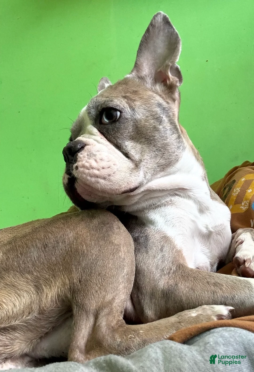 French Bulldog dogs for sale: French Bulldog Puppy 4 - Ad 4