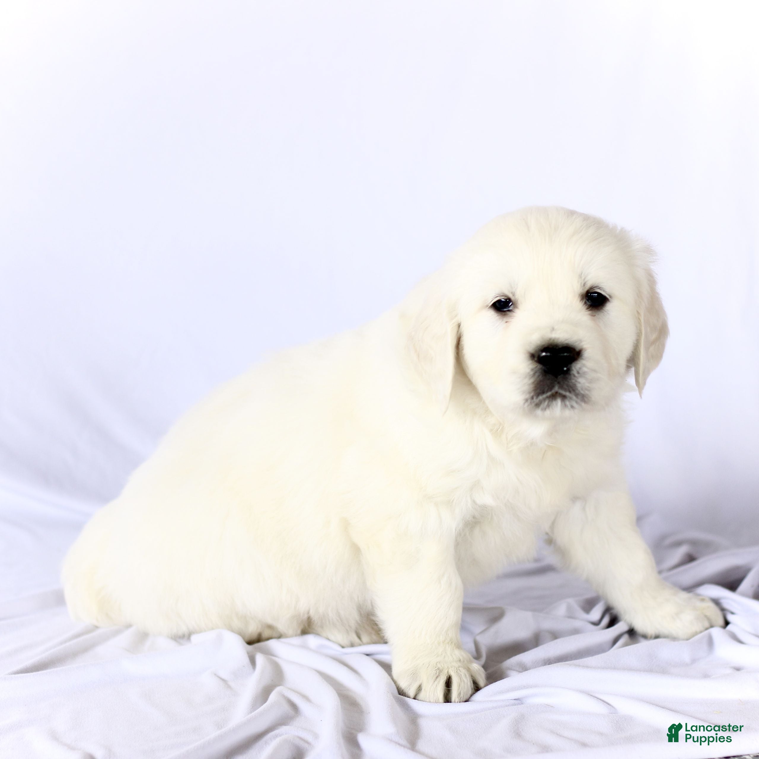 Golden Retriever dogs Skipper  - Ad 2