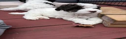 Havapoo dogs for sale: Havapoo 1 - Ad 3