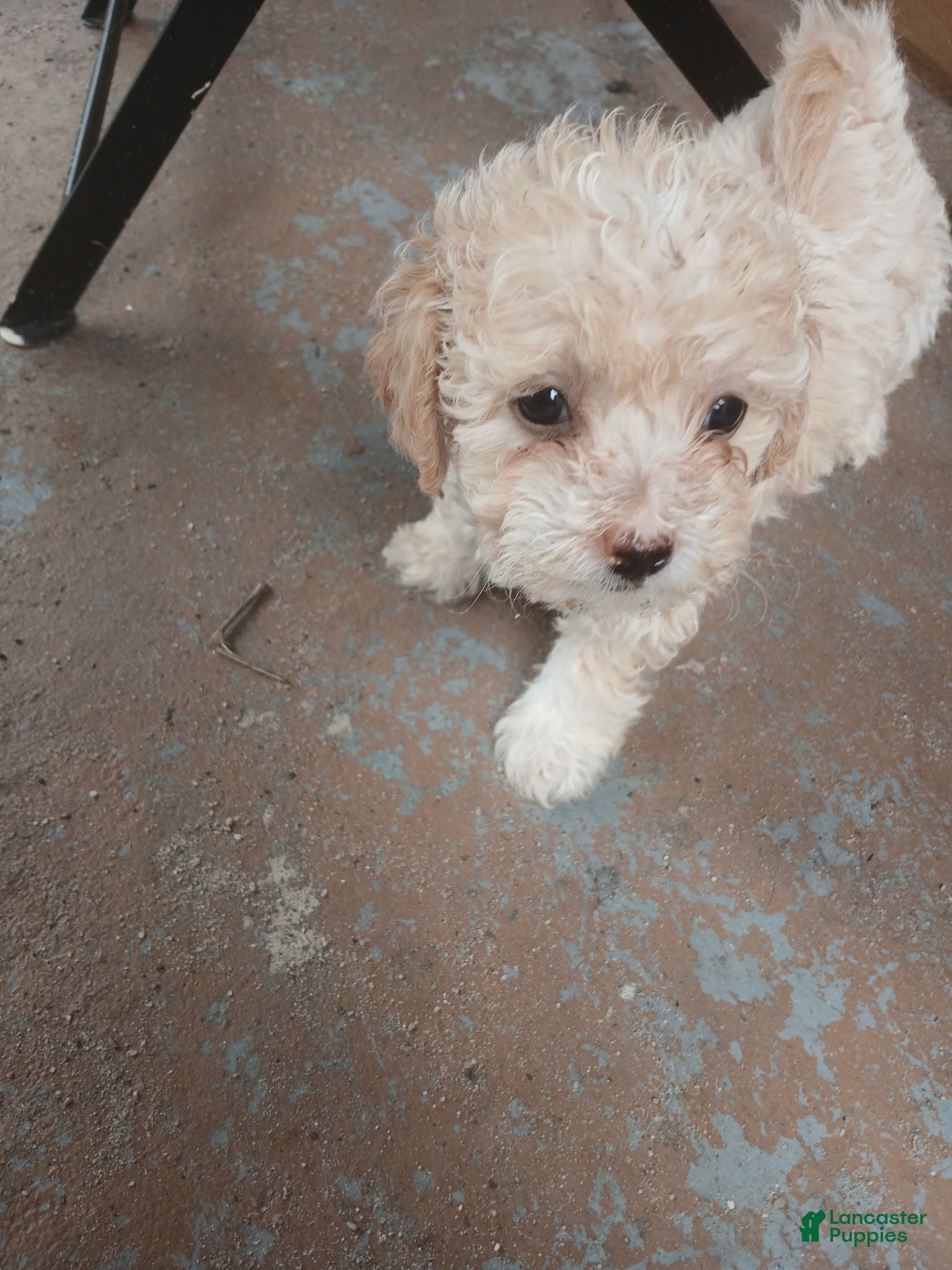 Toy Poodle dogs for sale: Toy Poodle Puppy 1 - Ad 2