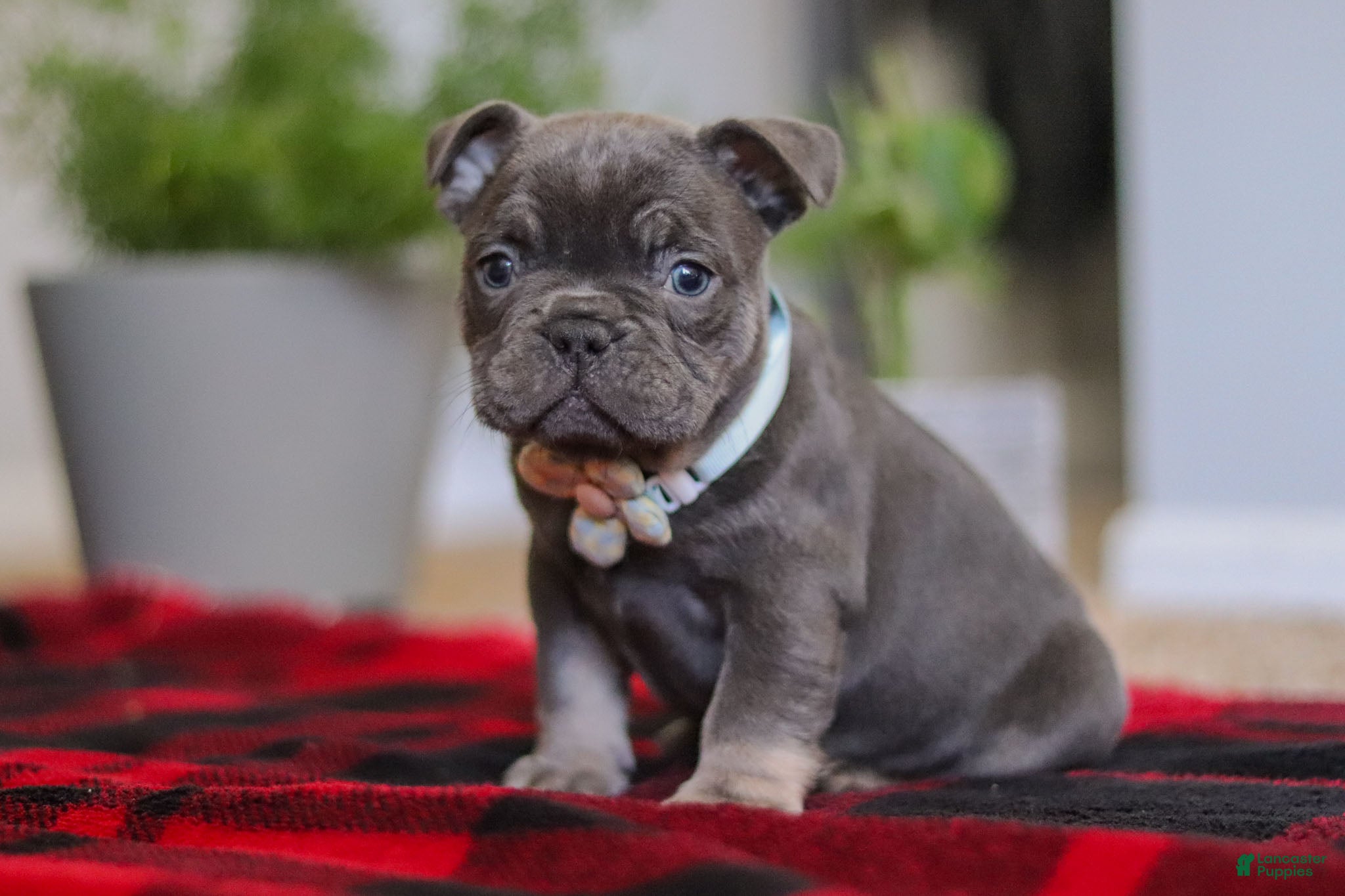 Frenchton dogs Ash - Ad 23