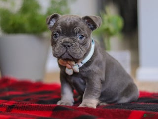 Frenchton dogs Ash - Ad 20