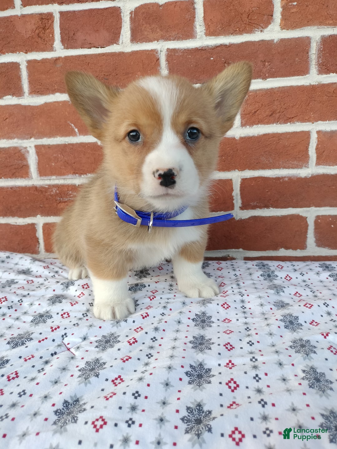 Welsh Corgi Pembroke dogs for sale: Mike - Ad 5