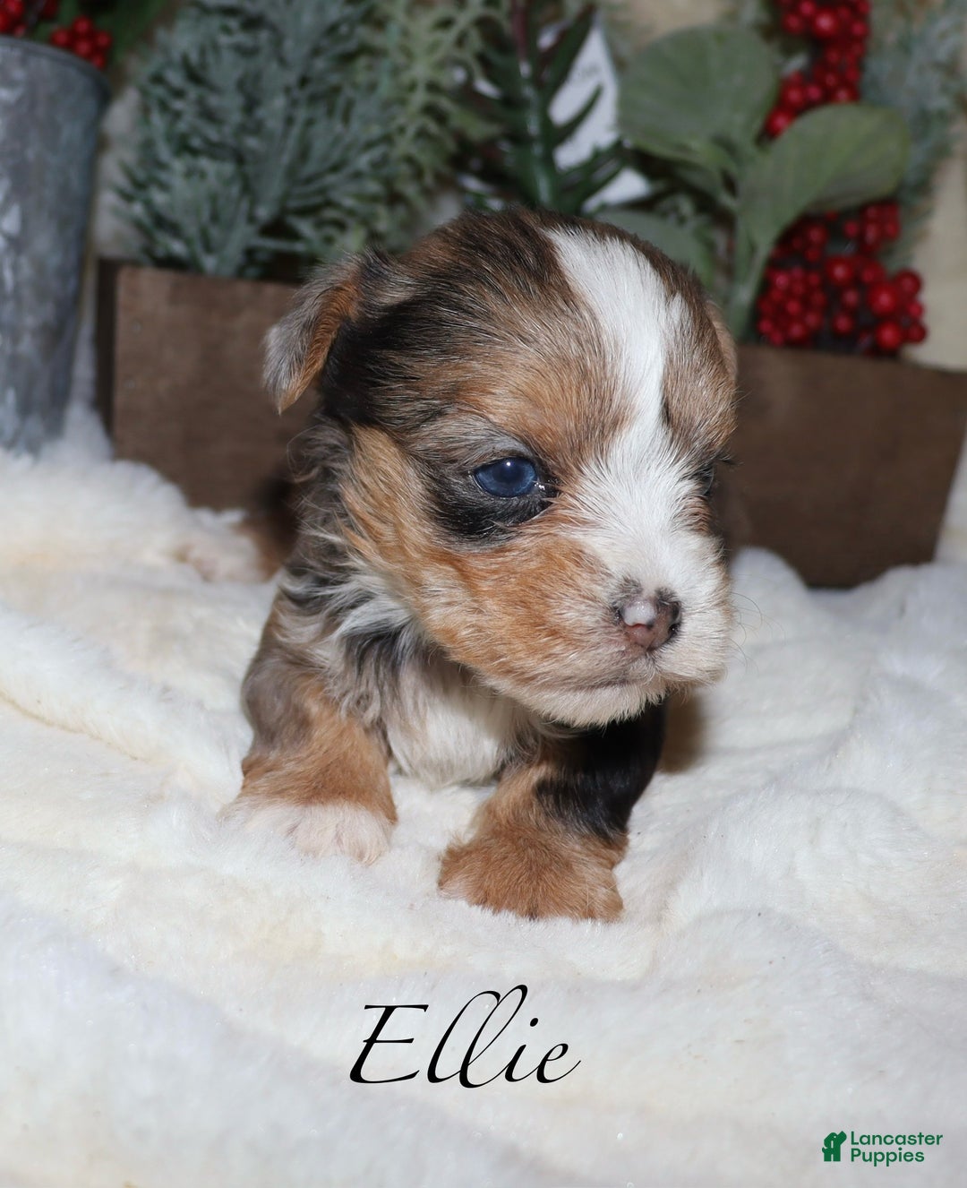 Yorkshire Terrier dogs for sale: Ella - blue merle - Ad 6