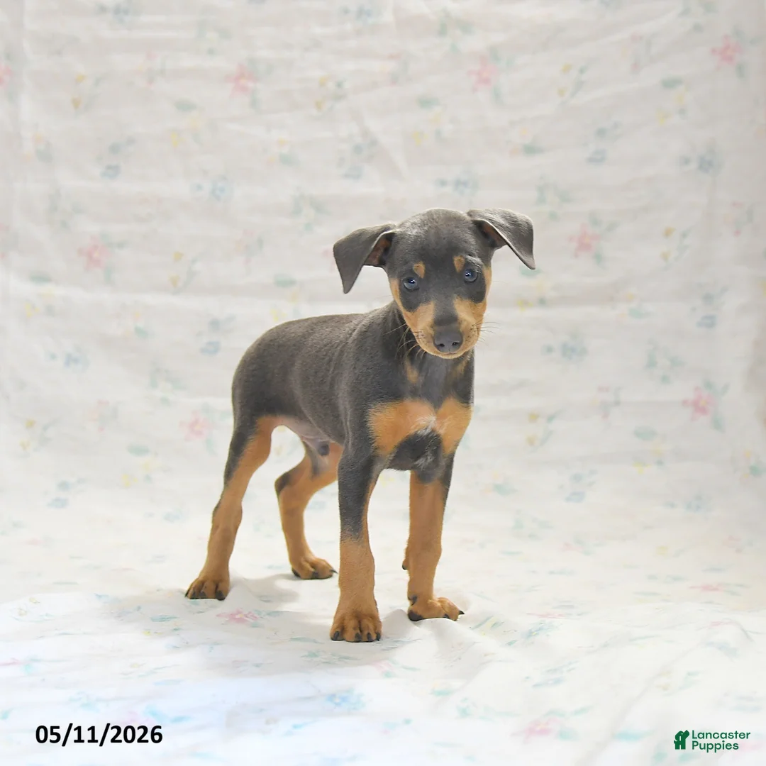 Miniature Pinscher dogs for sale: Phineas - Ad 2