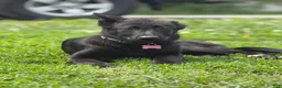 German Shepherd dogs for sale: Nova - Ad 3