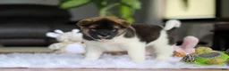 Akita dogs for sale: Jewel - Ad 5