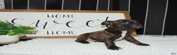French Bulldog dogs for sale: Tommy - Ad 4