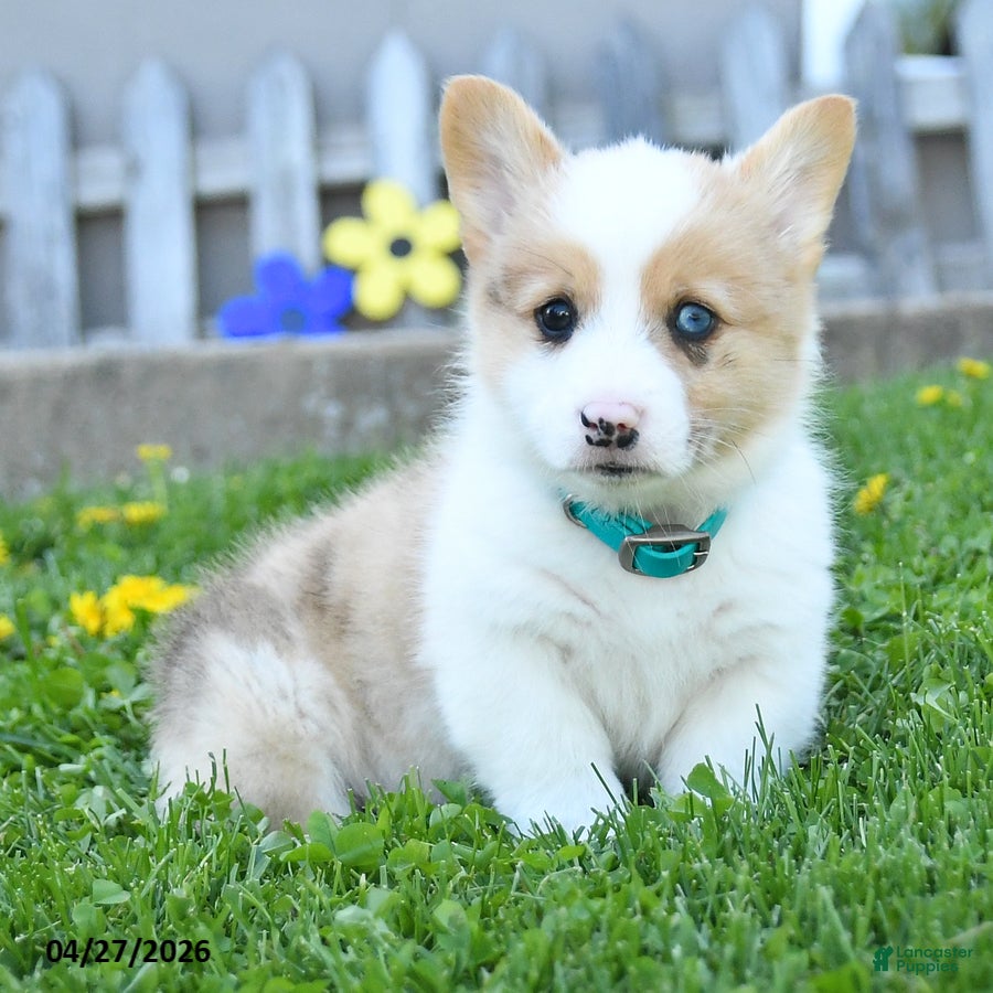 Welsh Corgi Pembroke dogs Blazer - Ad 2