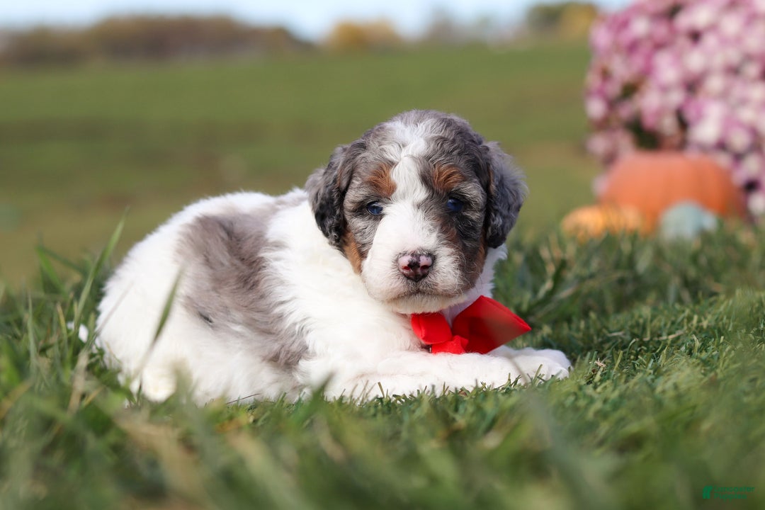 Mini Bernedoodle dogs for sale: Chase - Ad 5
