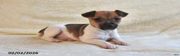 Jack Russell Terrier dogs for sale: Bitsy - Ad 4