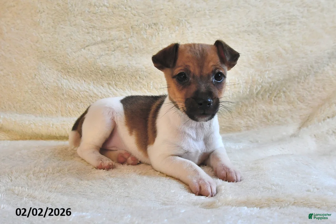 Jack Russell Terrier dogs for sale: Bitsy - Ad 4