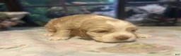Cocker Spaniel dogs for sale: Cocker Spaniel Puppy 4 Female - Lily - Ad 13