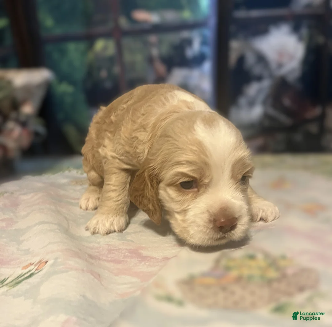Cocker Spaniel dogs for sale: Cocker Spaniel Puppy 4 Female - Lily - Ad 13