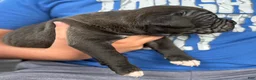 Boxer dogs for sale: Hunter - Ad 6