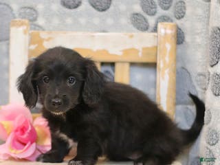 Miniature Dachshund dogs Pearl - Ad 9