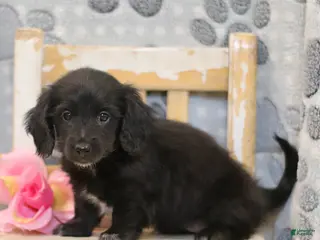 Miniature Dachshund dogs Pearl - Ad 8