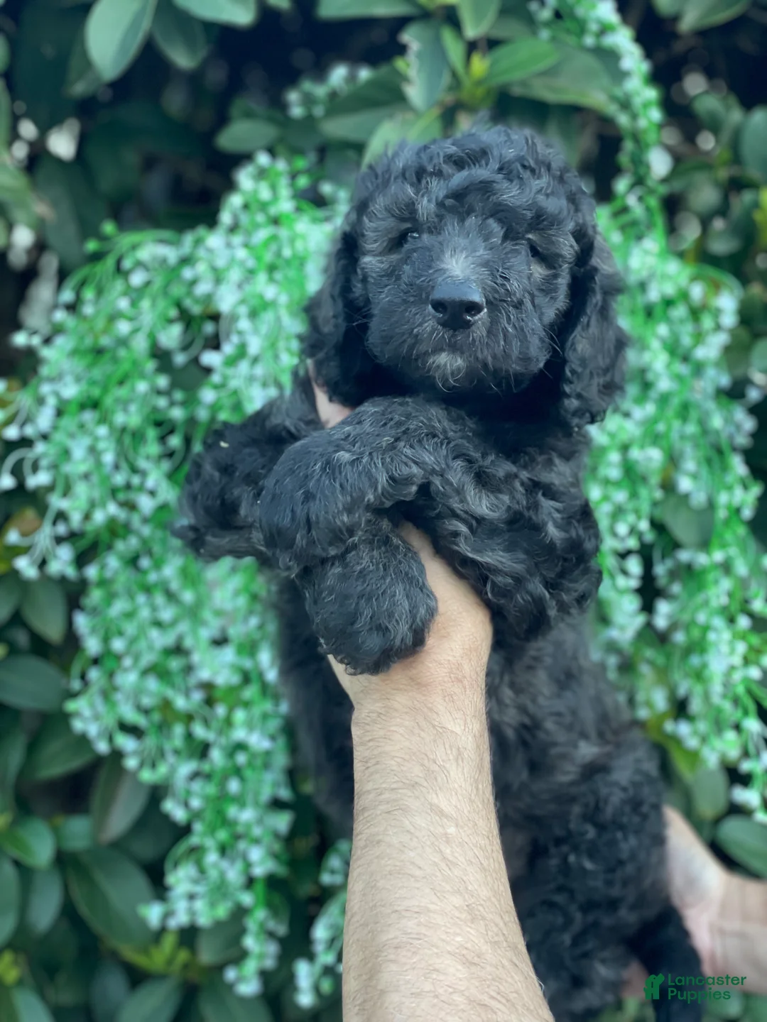 Goldendoodle dogs for sale: Max  - Ad 4