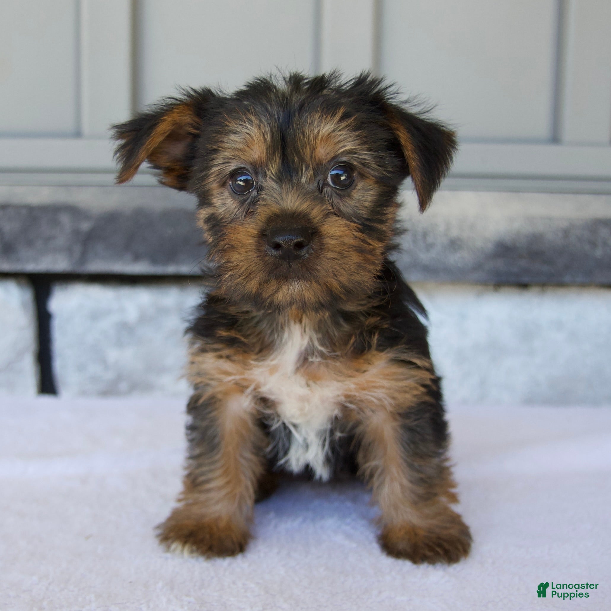 Yorkshire Terrier dogs Layla - Ad 1