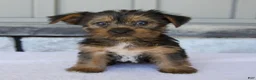 Yorkshire Terrier dogs for sale: Layla - Ad 1