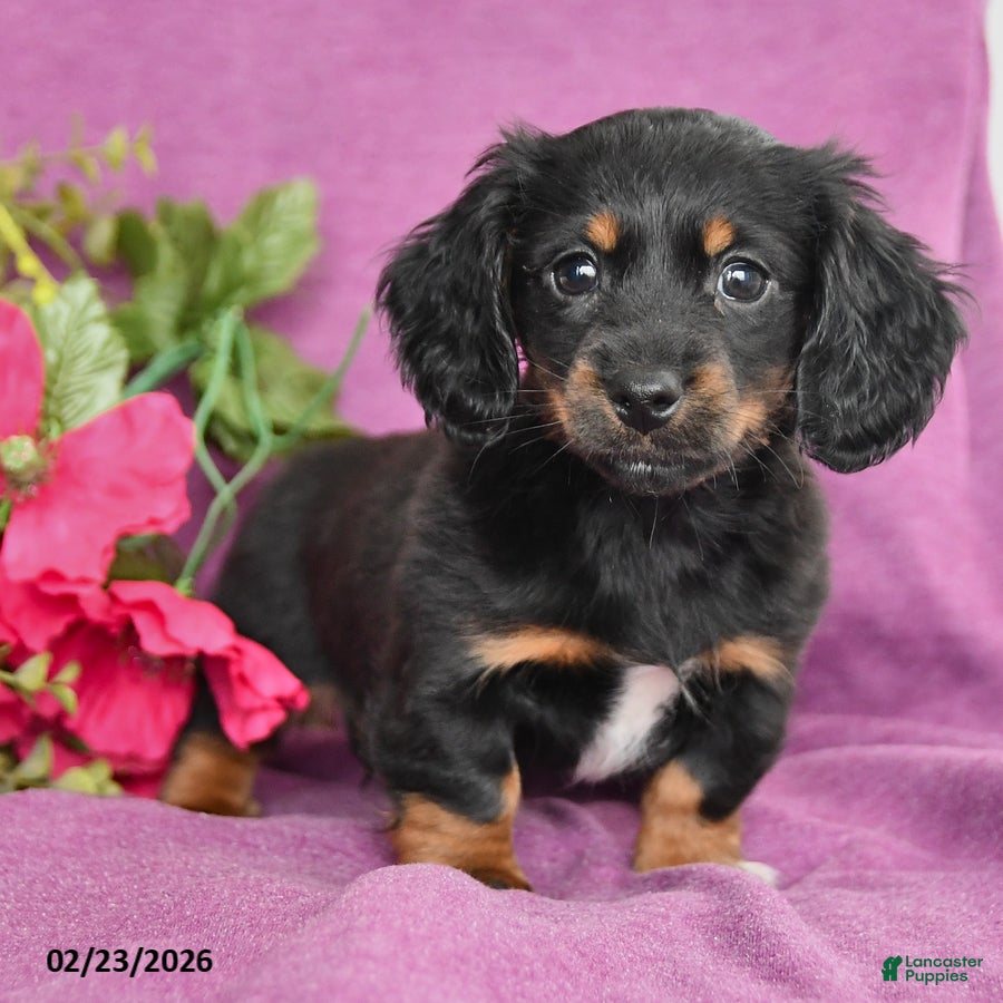 Dachshund dogs Chris - Ad 2