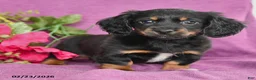 Dachshund dogs for sale: Chris - Ad 2