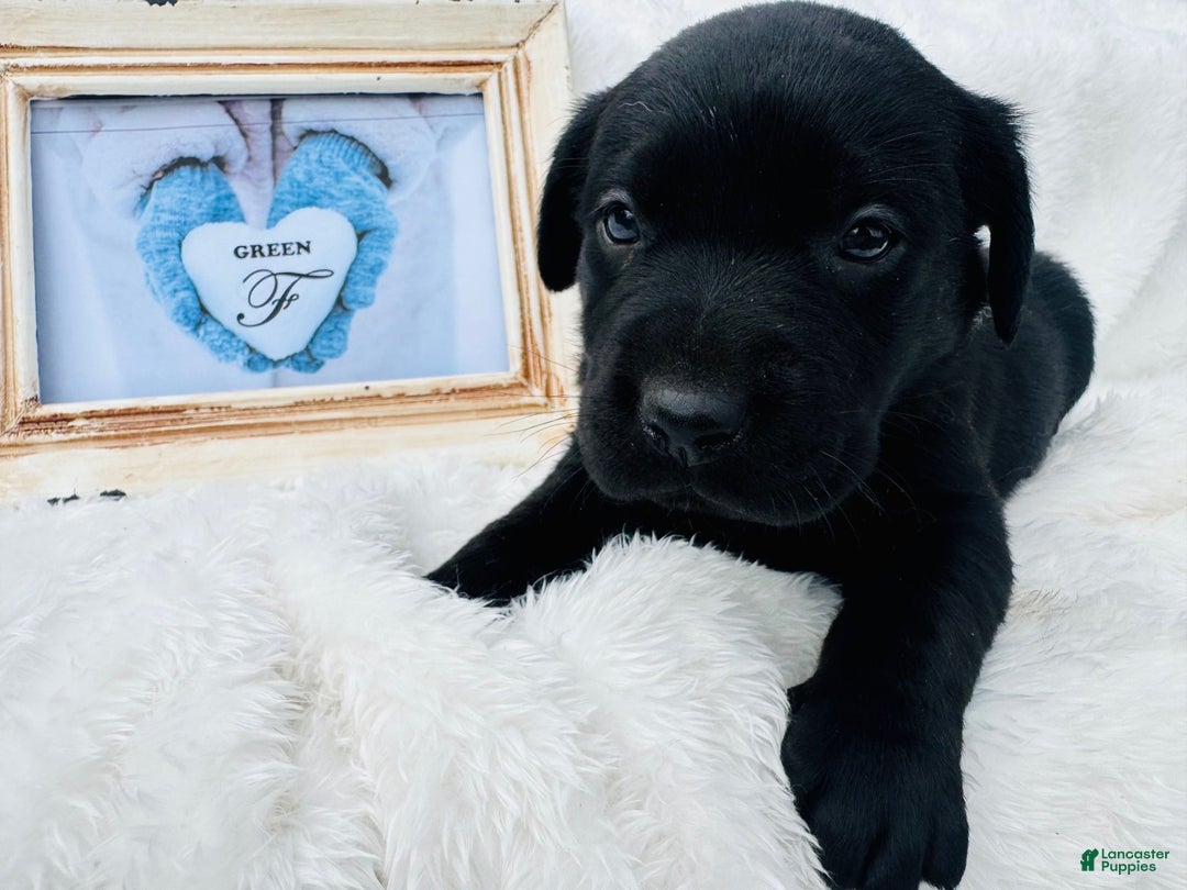 Labrador Retriever dogs for sale: Labrador Retriever Green Collar - Ad 1