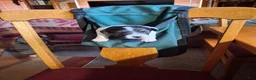 Russell Terrier dogs for sale: Boardman Valley Maggie  - Ad 1