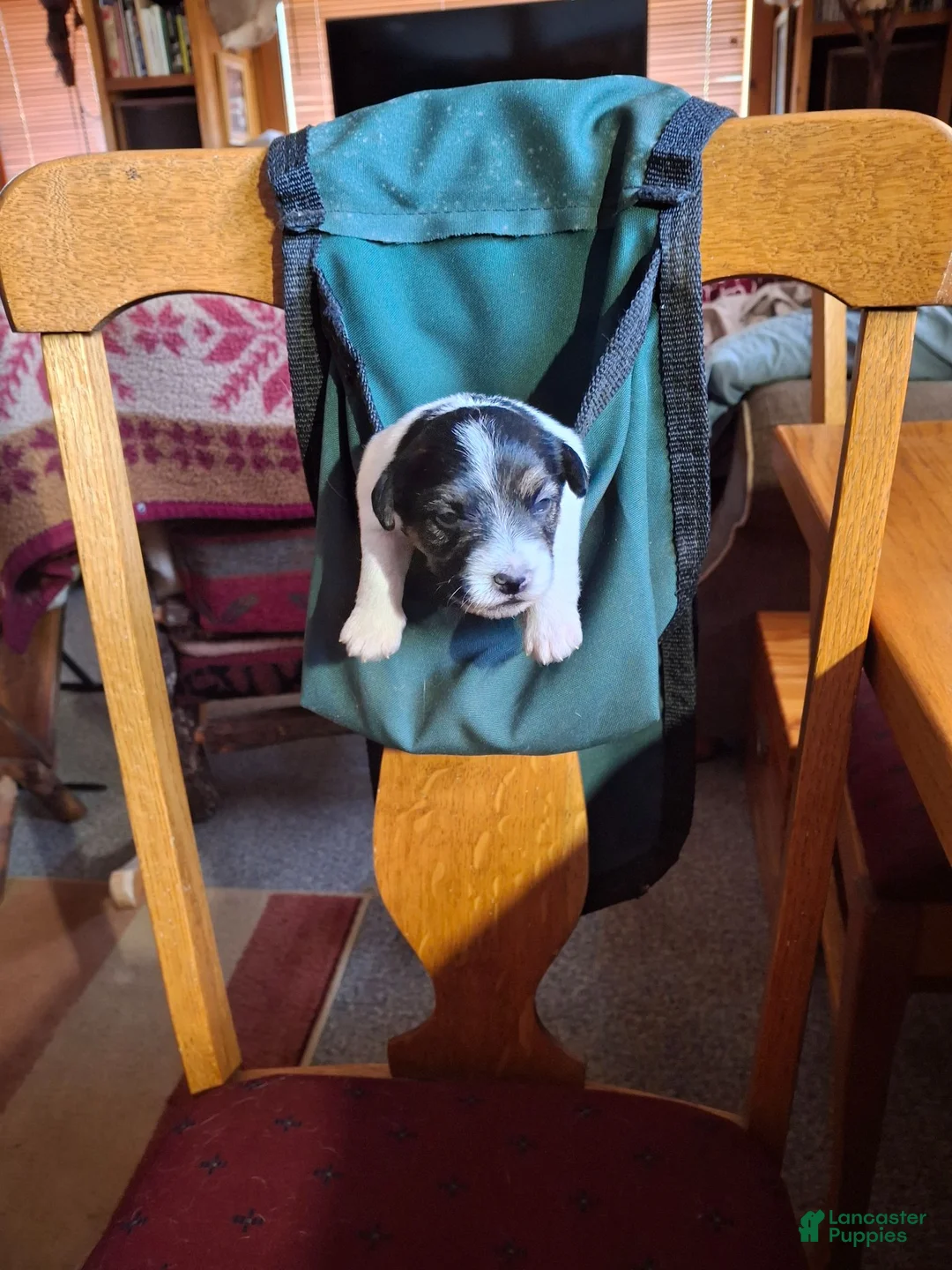 Russell Terrier dogs for sale: Boardman Valley Maggie  - Ad 1