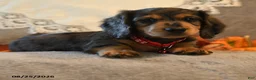 Dachshund dogs for sale: Prince   - Ad 4