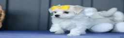 Maltese dogs for sale: PEBBLES - Ad 8