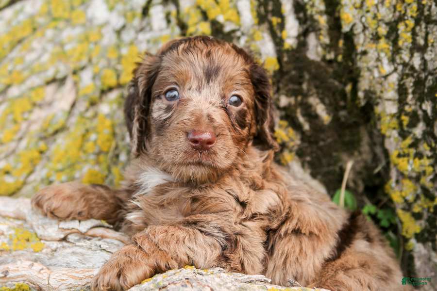 Mini Goldendoodle dogs Hershey - Ad 11