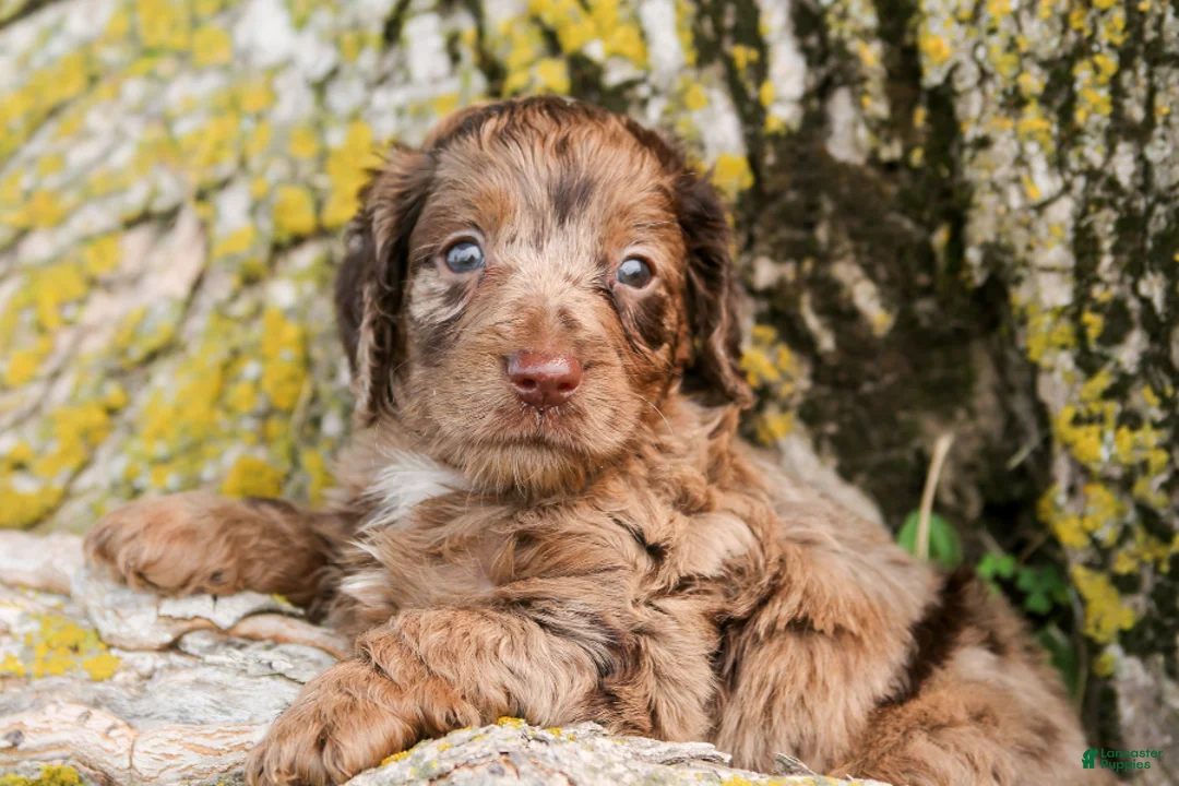 Mini Goldendoodle dogs for sale: Hershey - Ad 1