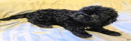 Teddy Bear dogs for sale: Ebby - Ad 4