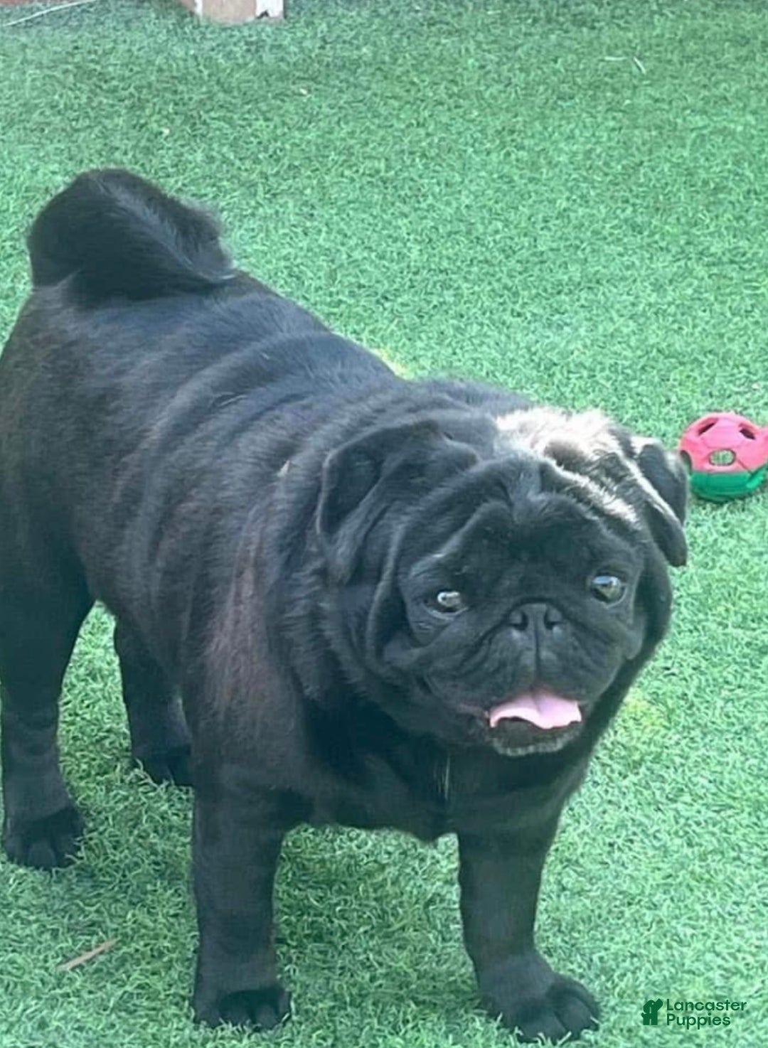 Pug dogs for sale: Ollie - Ad 3