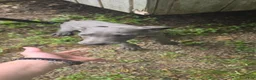 Great Dane dogs for sale: Great Dane 3 - Ad 2